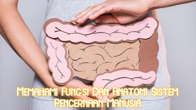 Memahami Fungsi Dan Anatomi Sistem Pencernaan Manusia